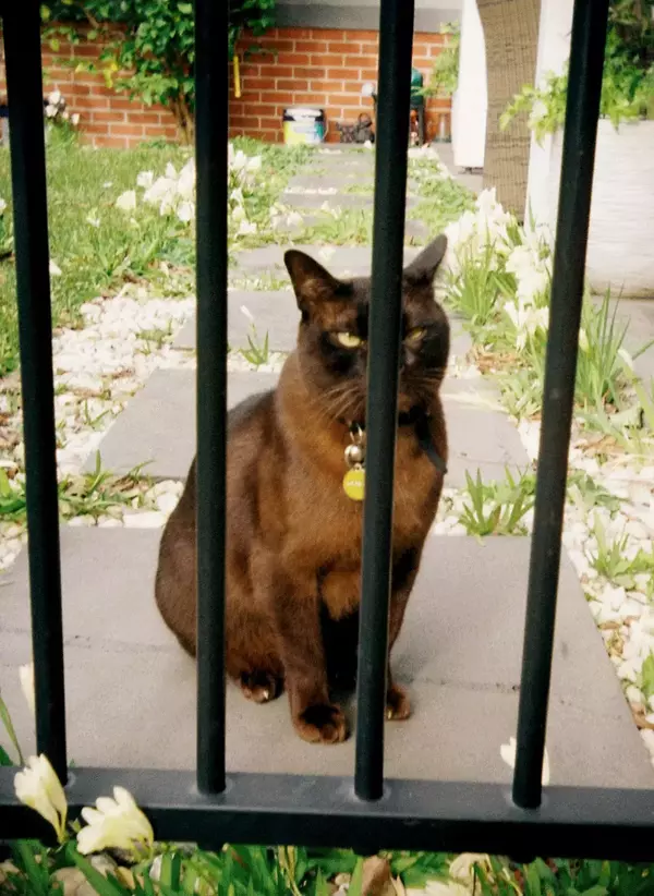 Aaron Campbell's cat, a chocolate brown burmese, sitting outside behind a fence gate, animated stereoscopic wigglegram image